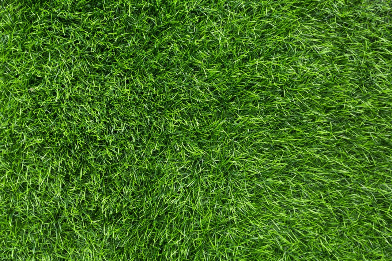 Lawn Rejuvenation Services | Green Blades | Nampa, Idaho