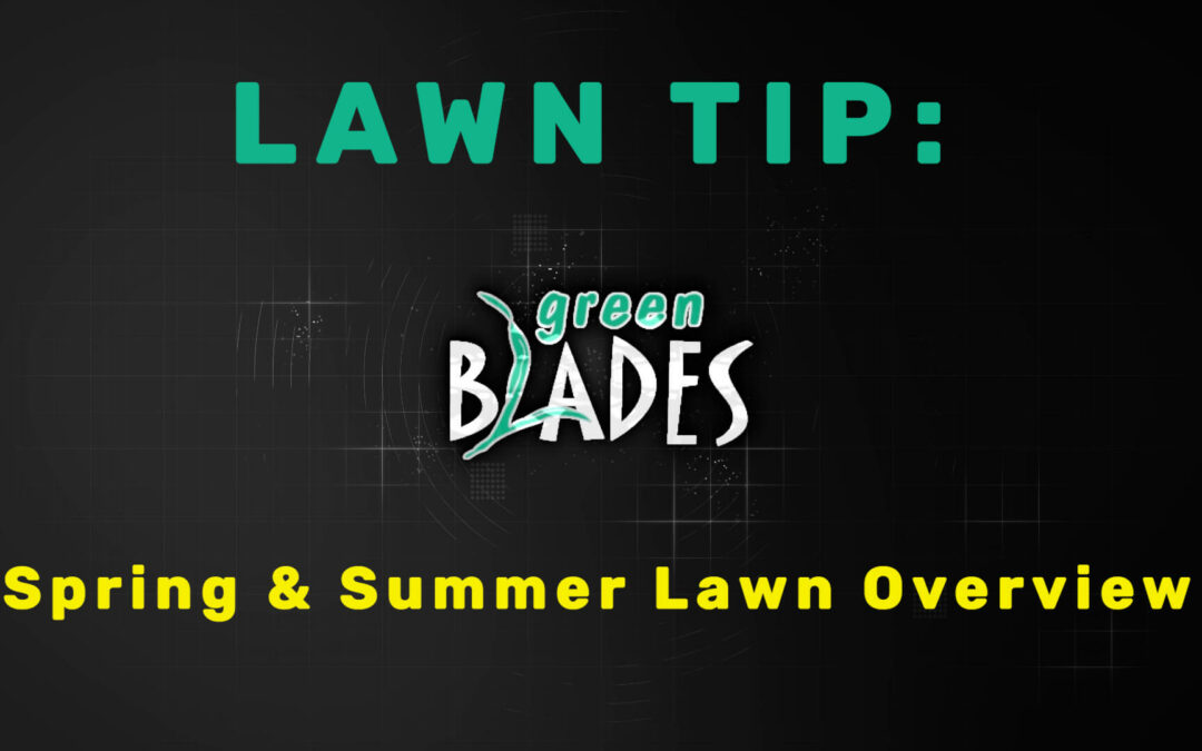 How Your Lawn Should be Coping During Spring and Summer