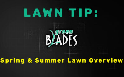 Spring & Summer Lawn Overview