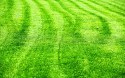 Guide for Overseeding Your Lawn