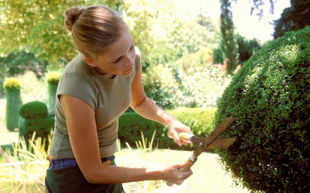 Trimming Bush On a Lawn With The Use of Hedge Shears