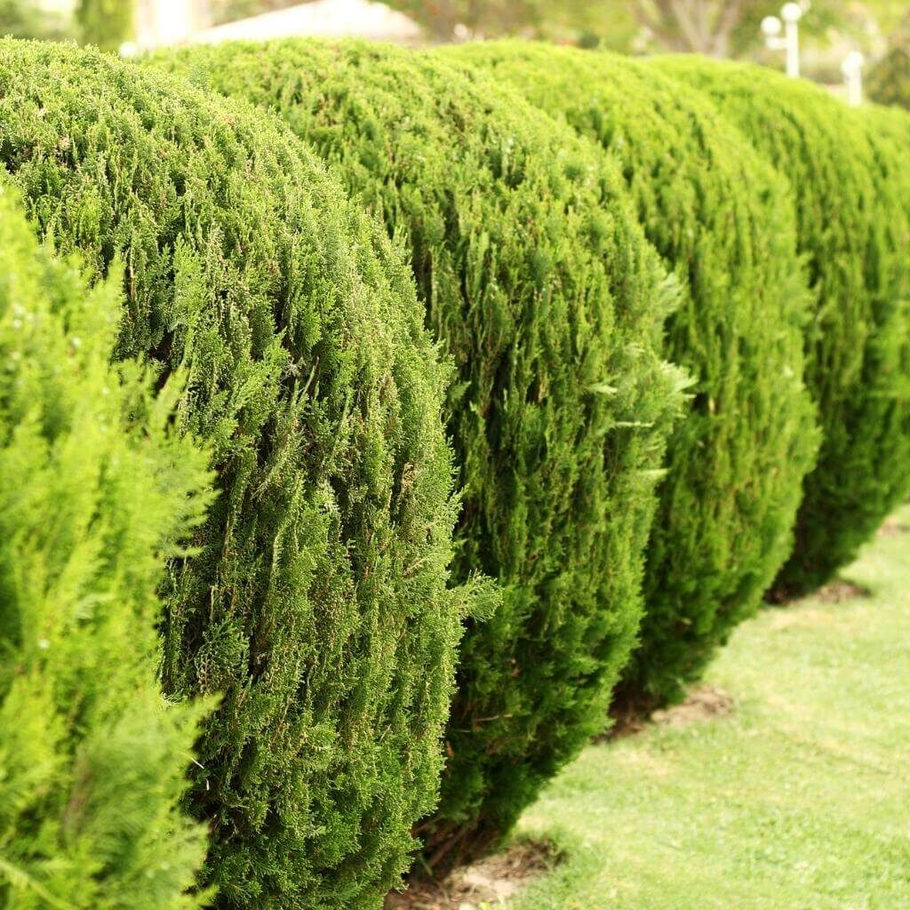 Lawn Care Green Blades Lawn Maintenance Nampa, Idaho