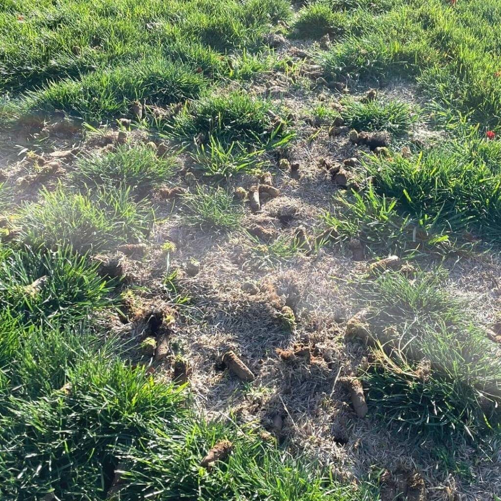 Lawn Care Green Blades Lawn Maintenance Nampa, Idaho