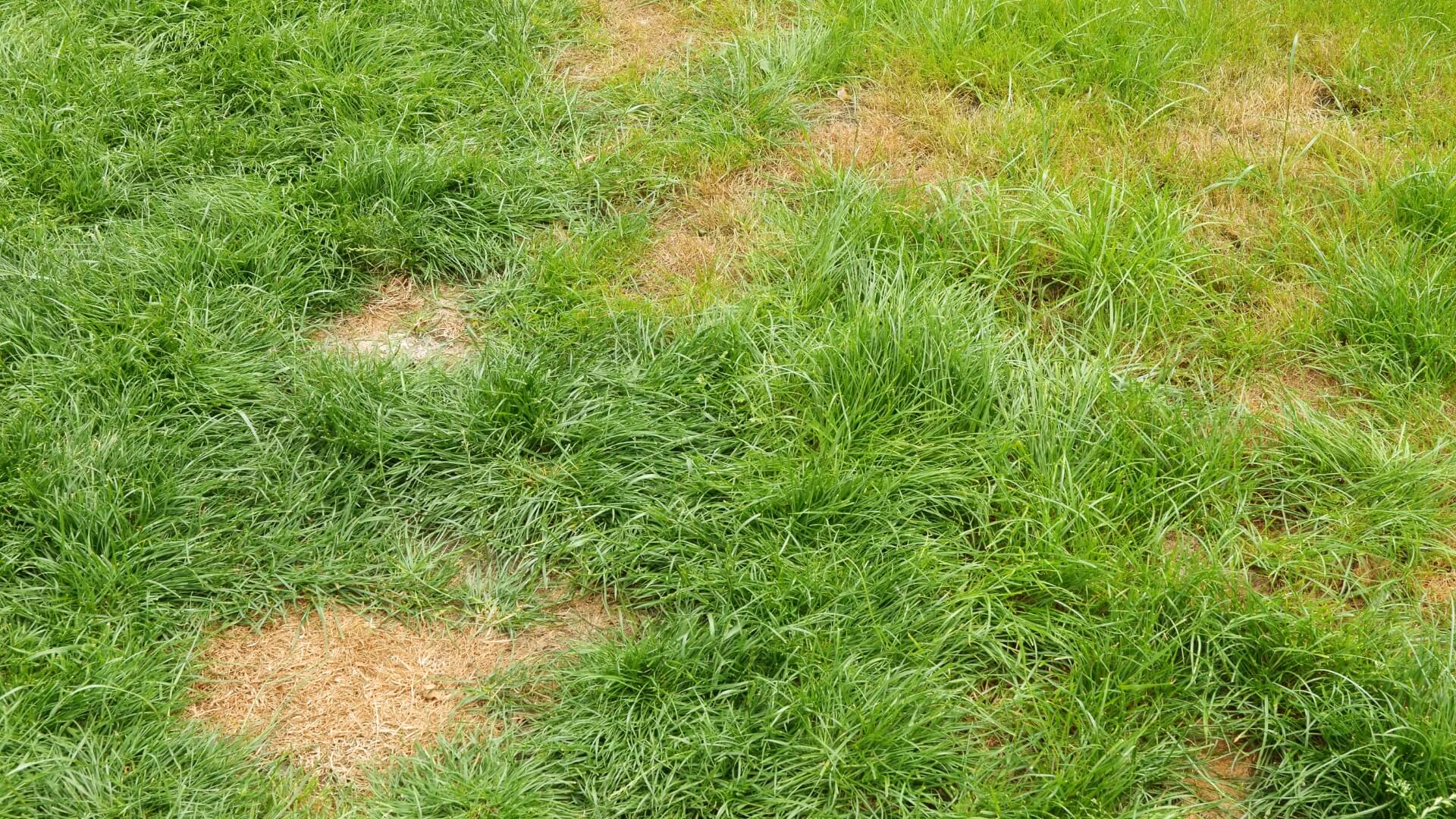 brown-patches-on-lawn-due-to-dog-urine-summer-lawn-care-guide