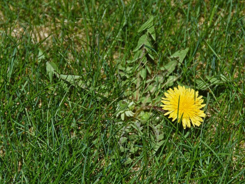 Summer Dandelion Weed On A Lawn